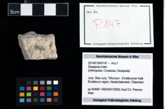 Foto (Objekt + Etikett) von Decapoda indet.  (NHMW-GEO-2014-0194-0147)